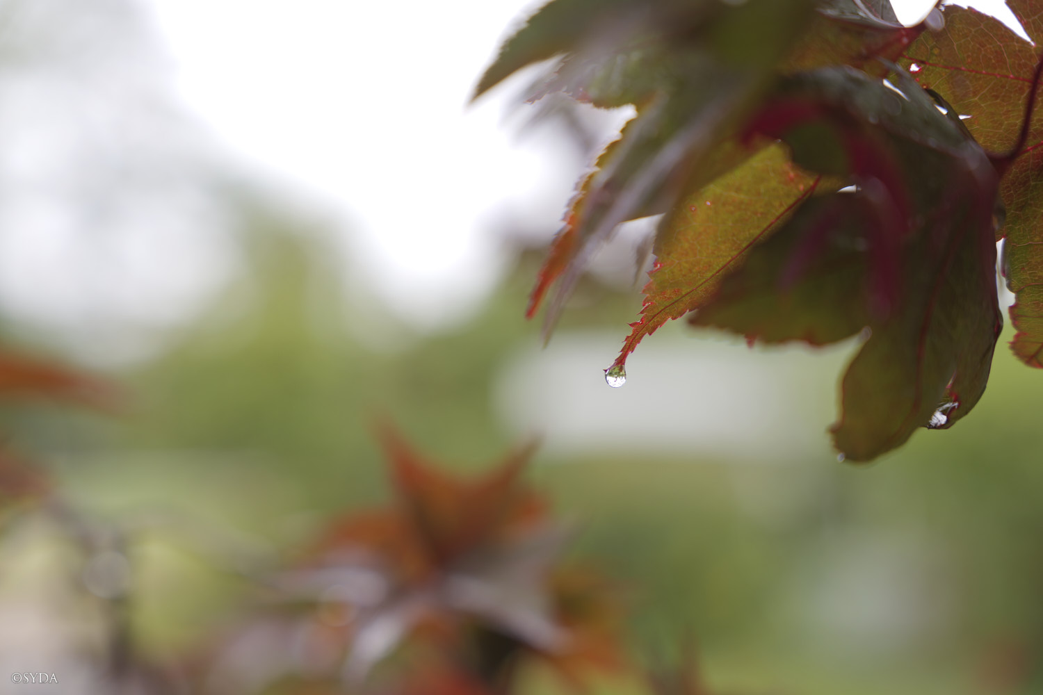 Nature Image