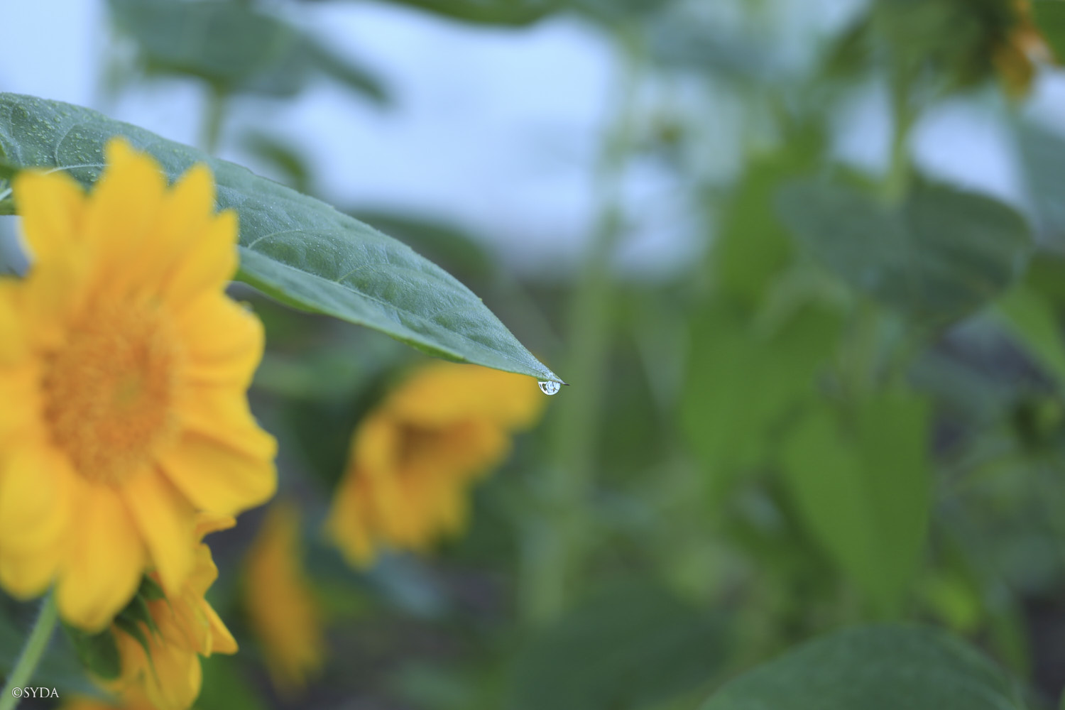 Nature Image