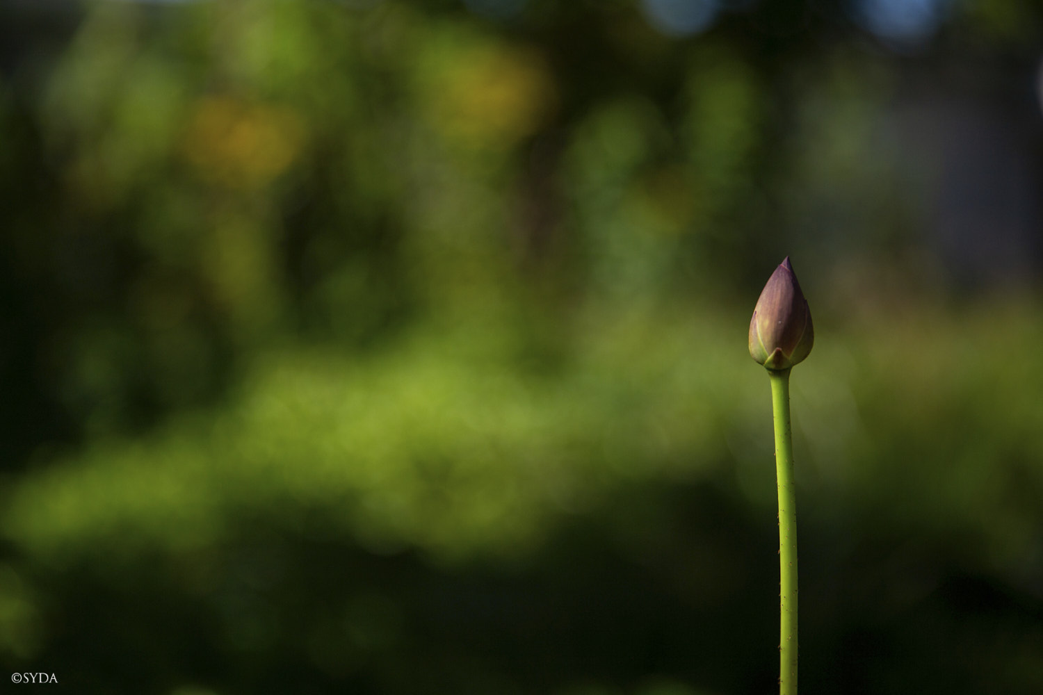 Nature Image