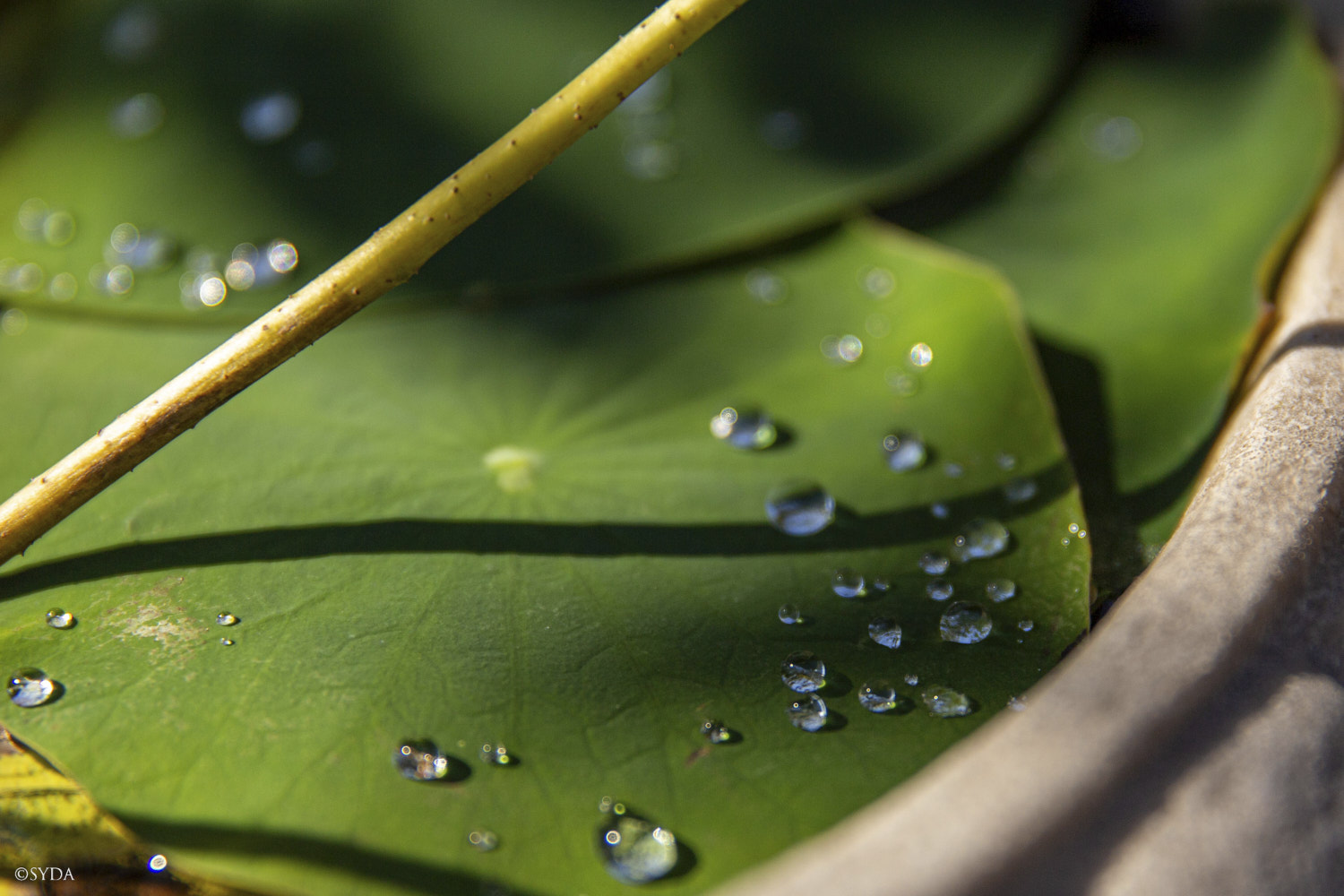 Nature Image