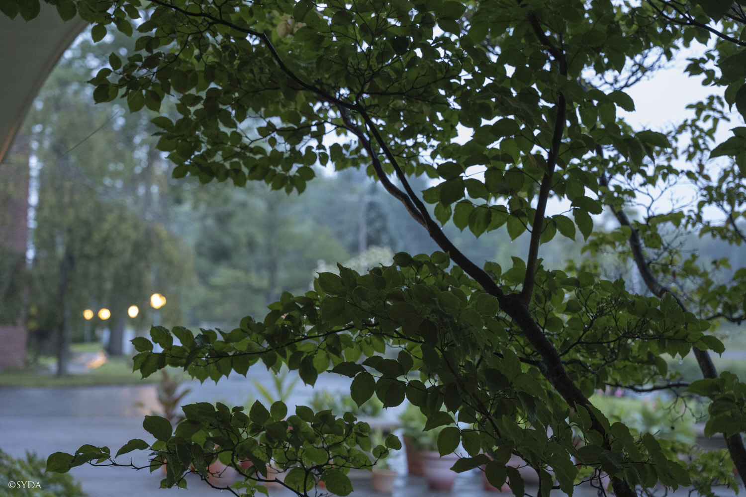 Nature Image