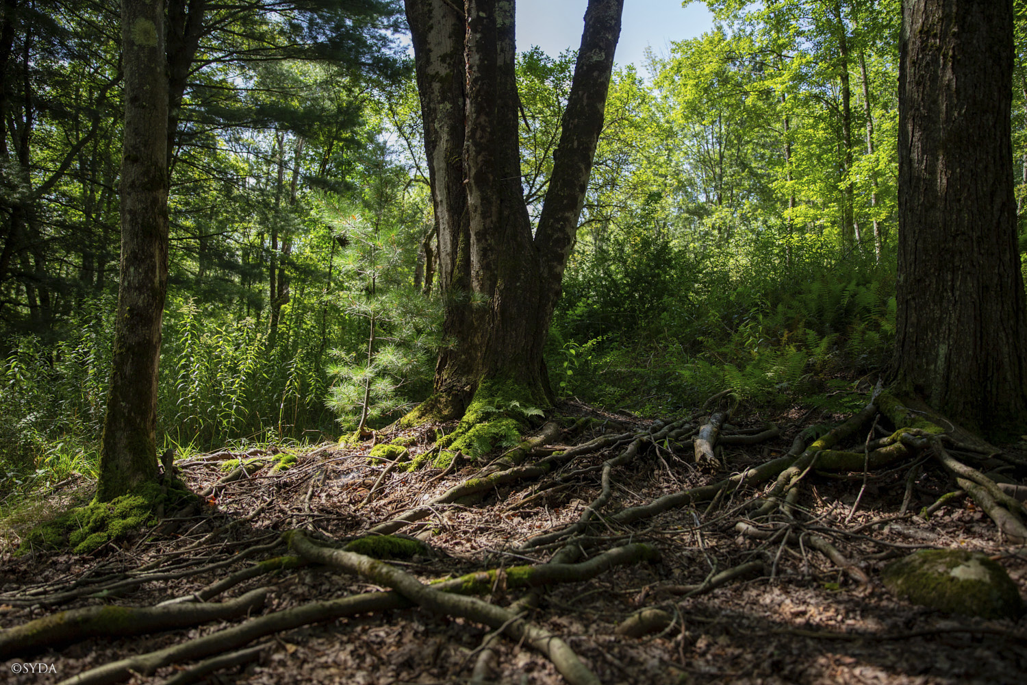 Nature Image