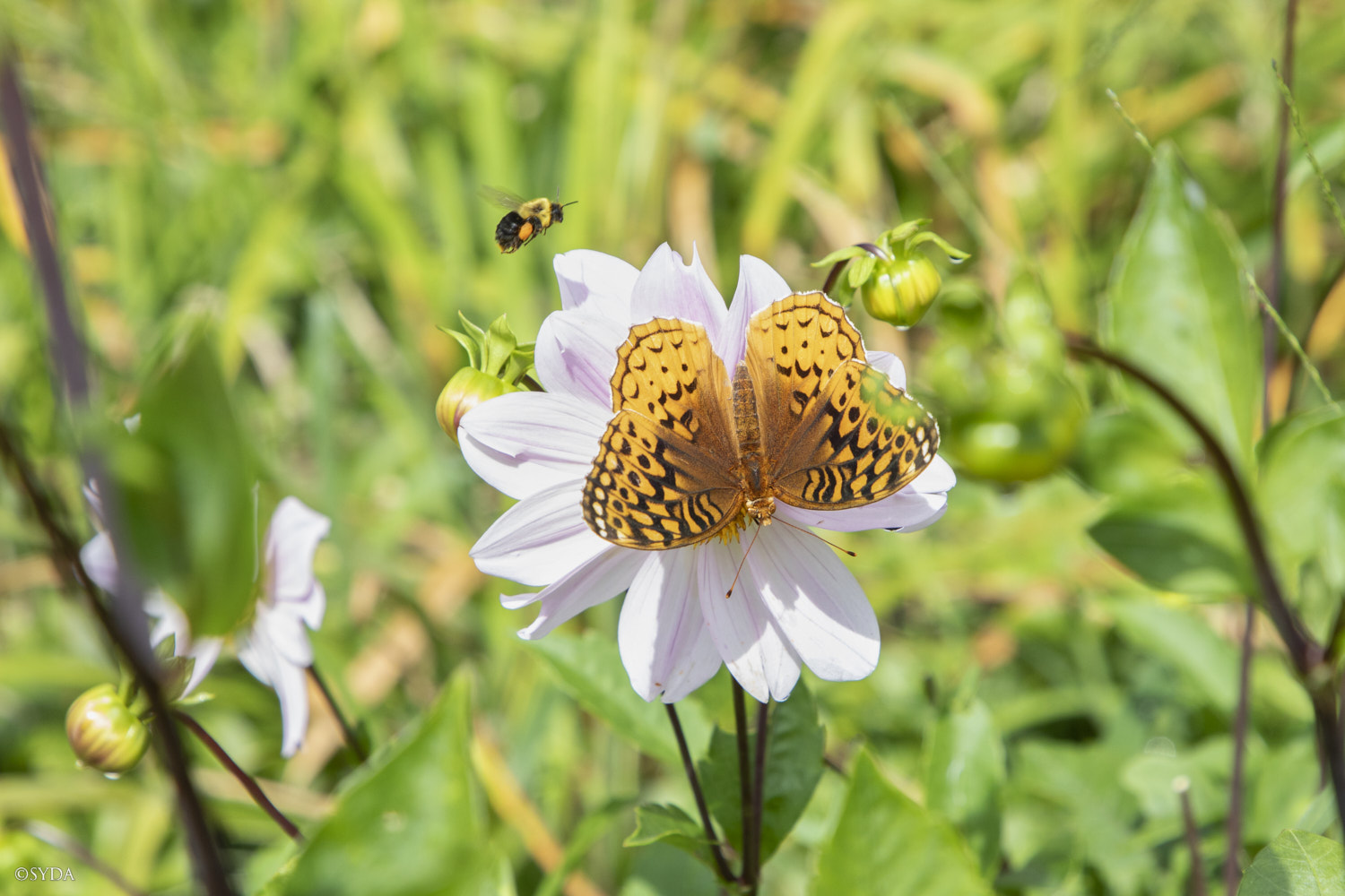 Nature Image