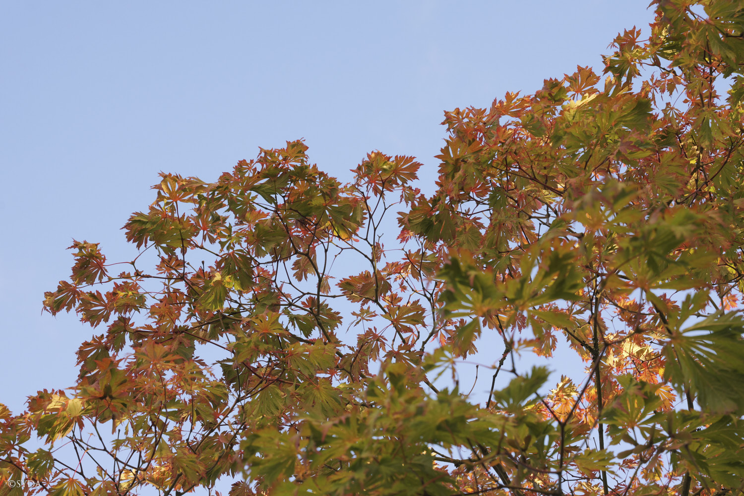 Nature Image