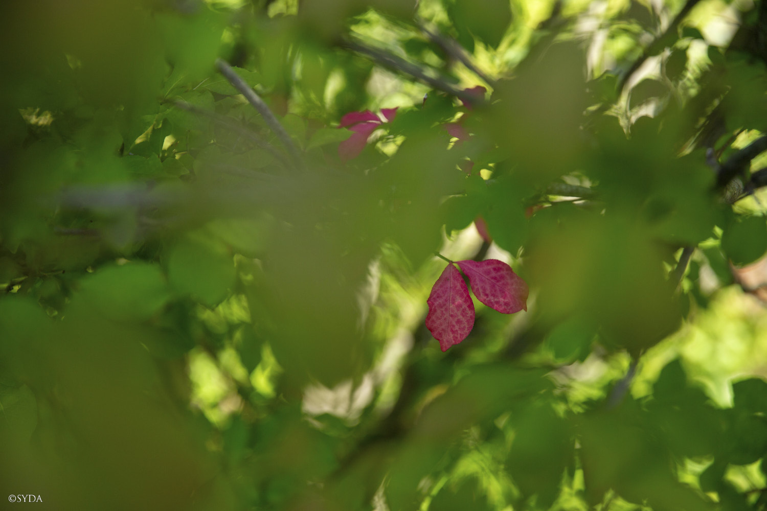 Nature Image