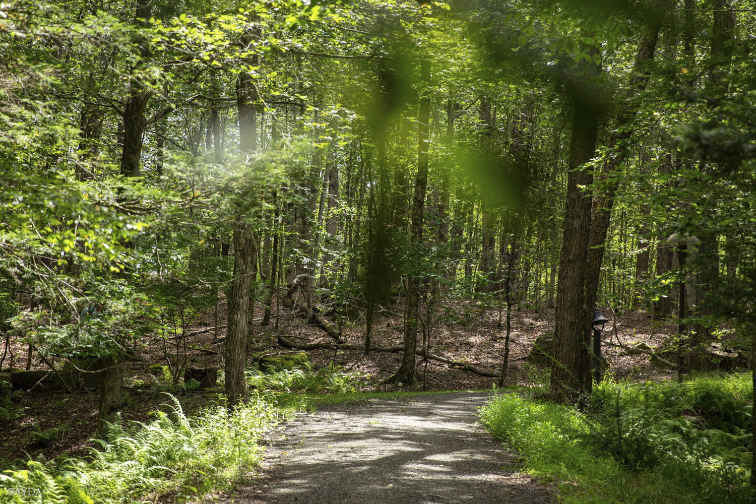 Nature Image