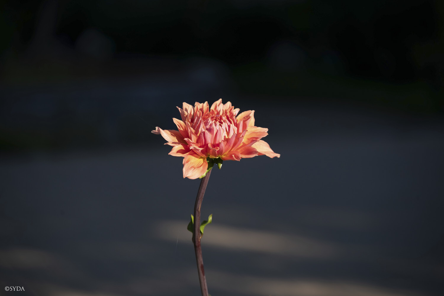 Nature Image