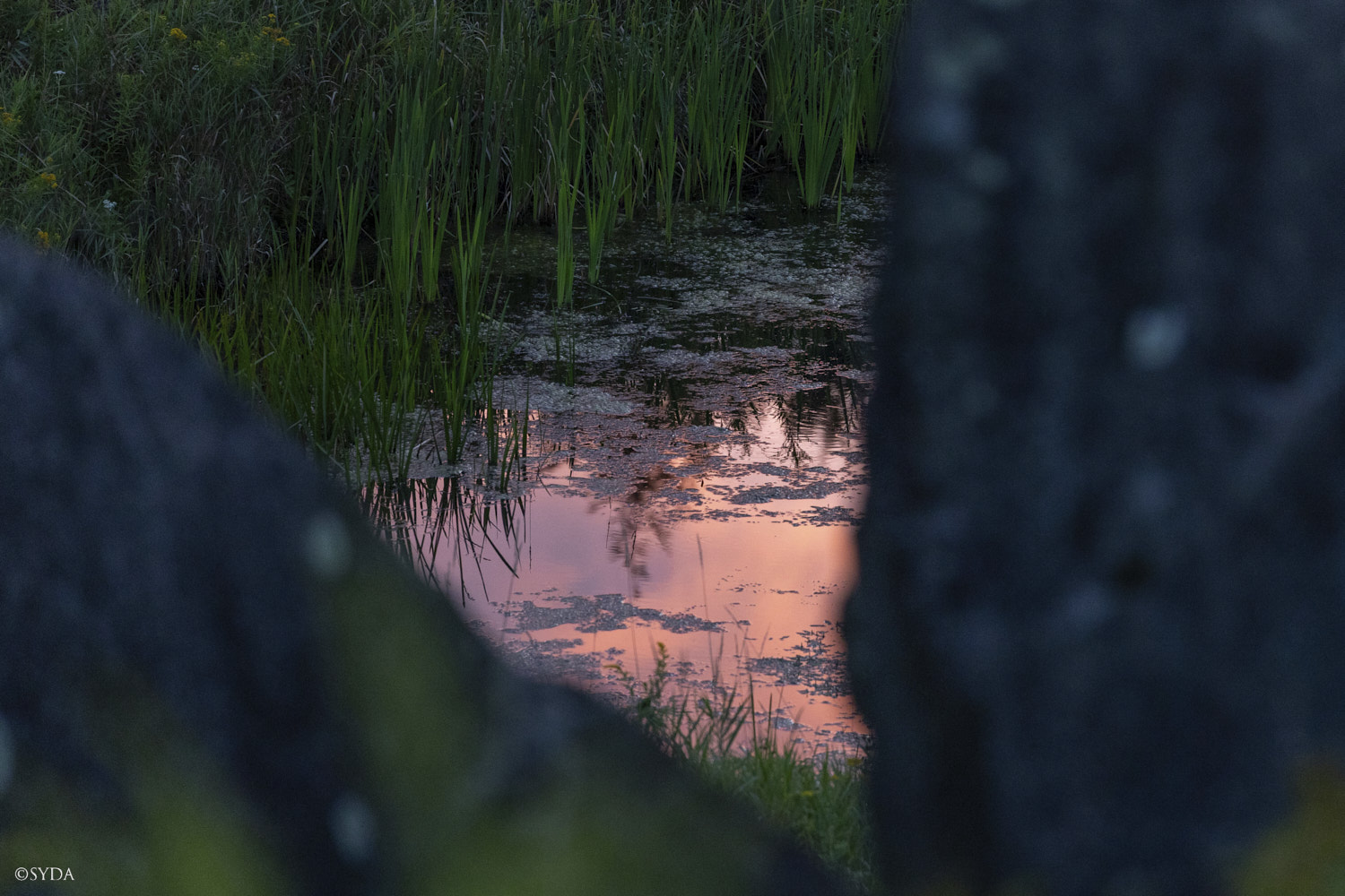 Nature Image