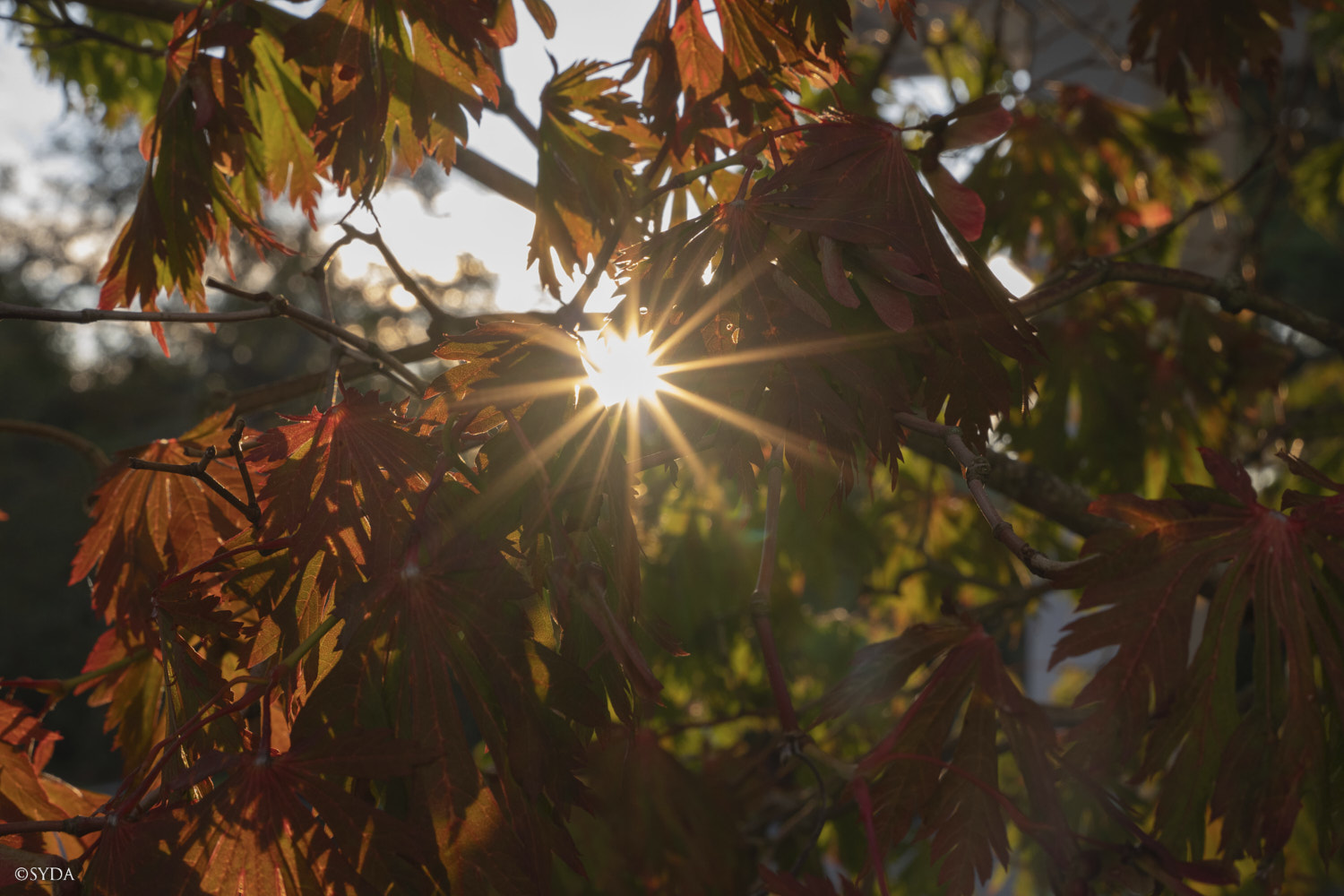 Nature Image