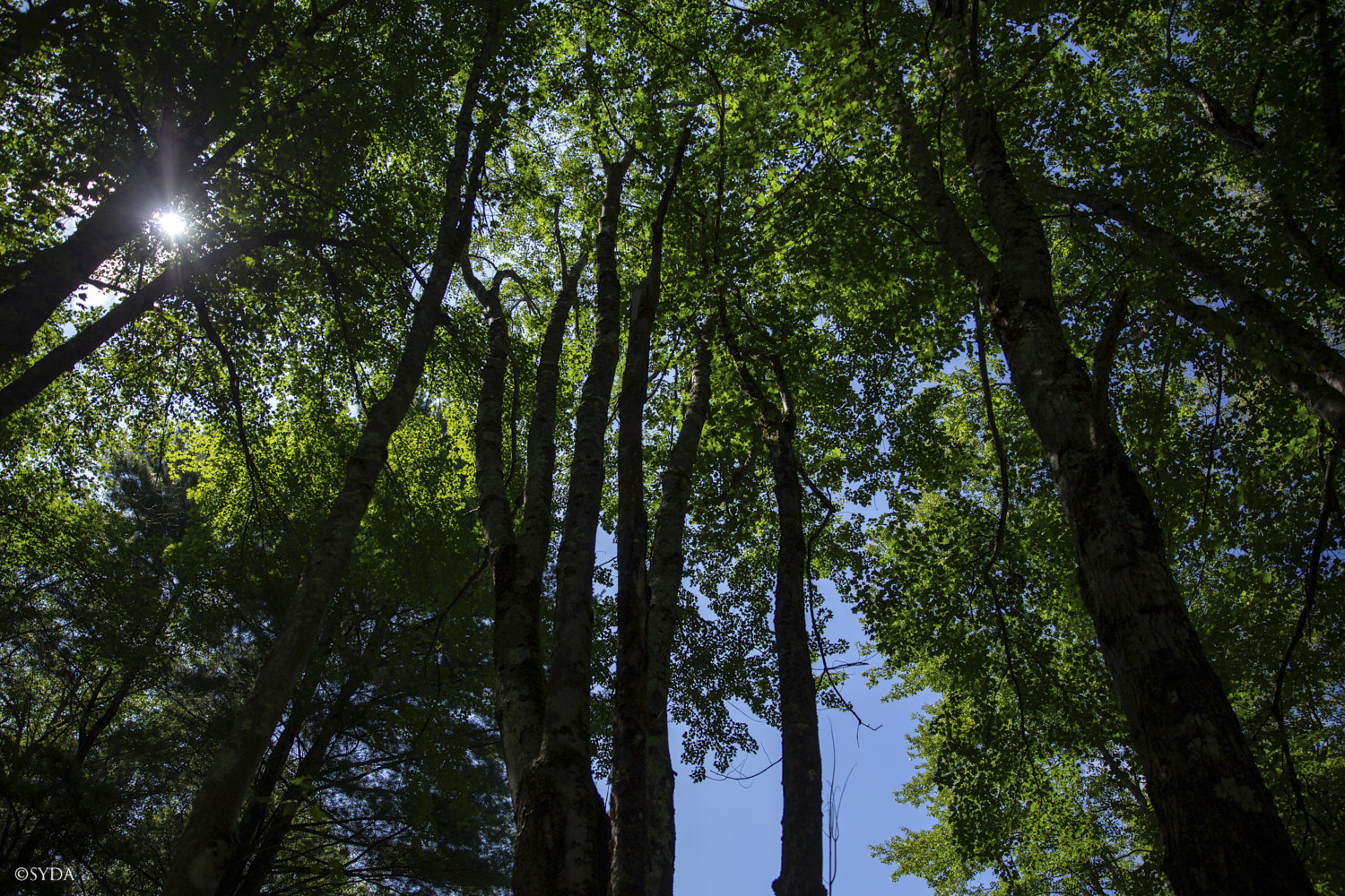 Nature Image