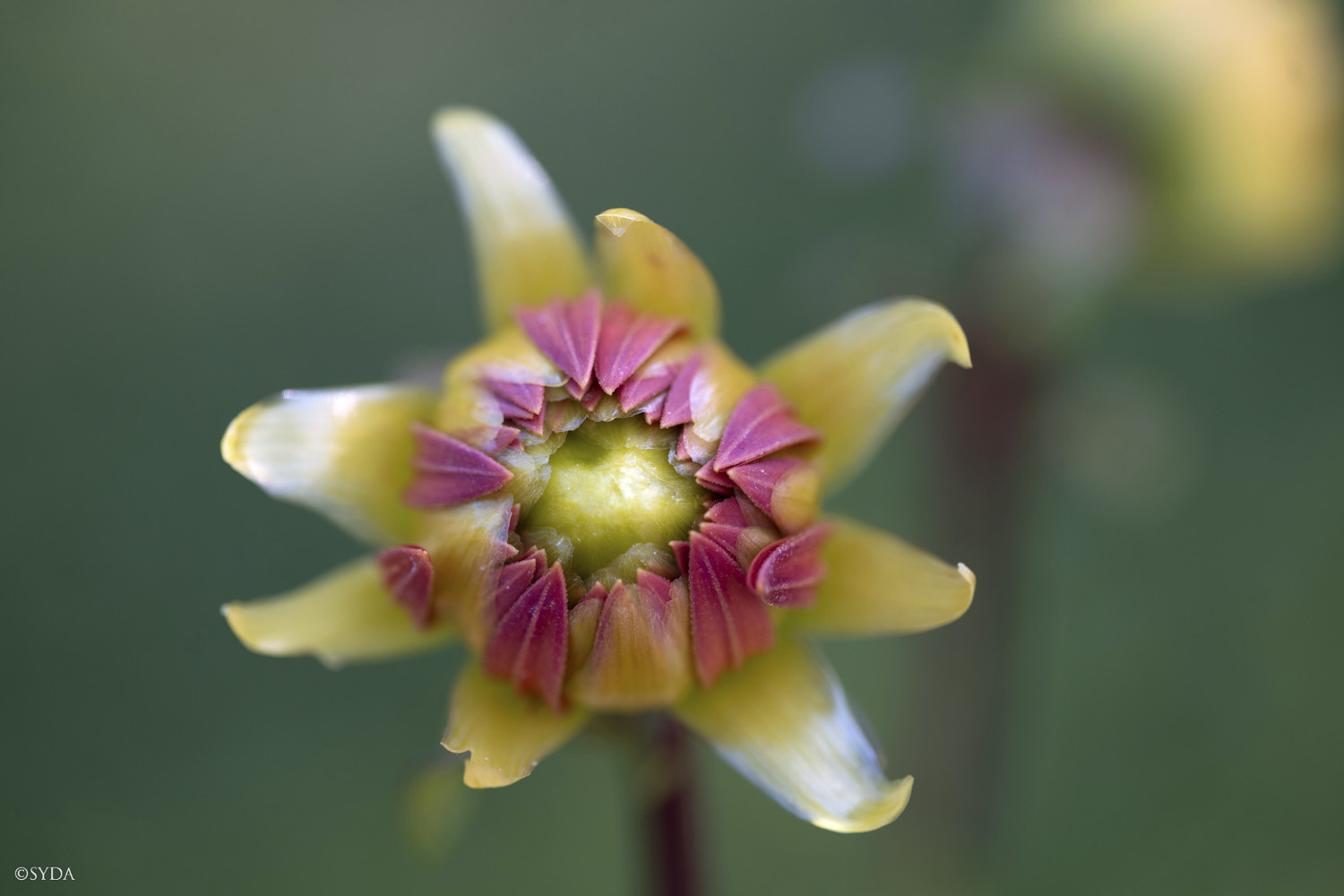 Nature Image