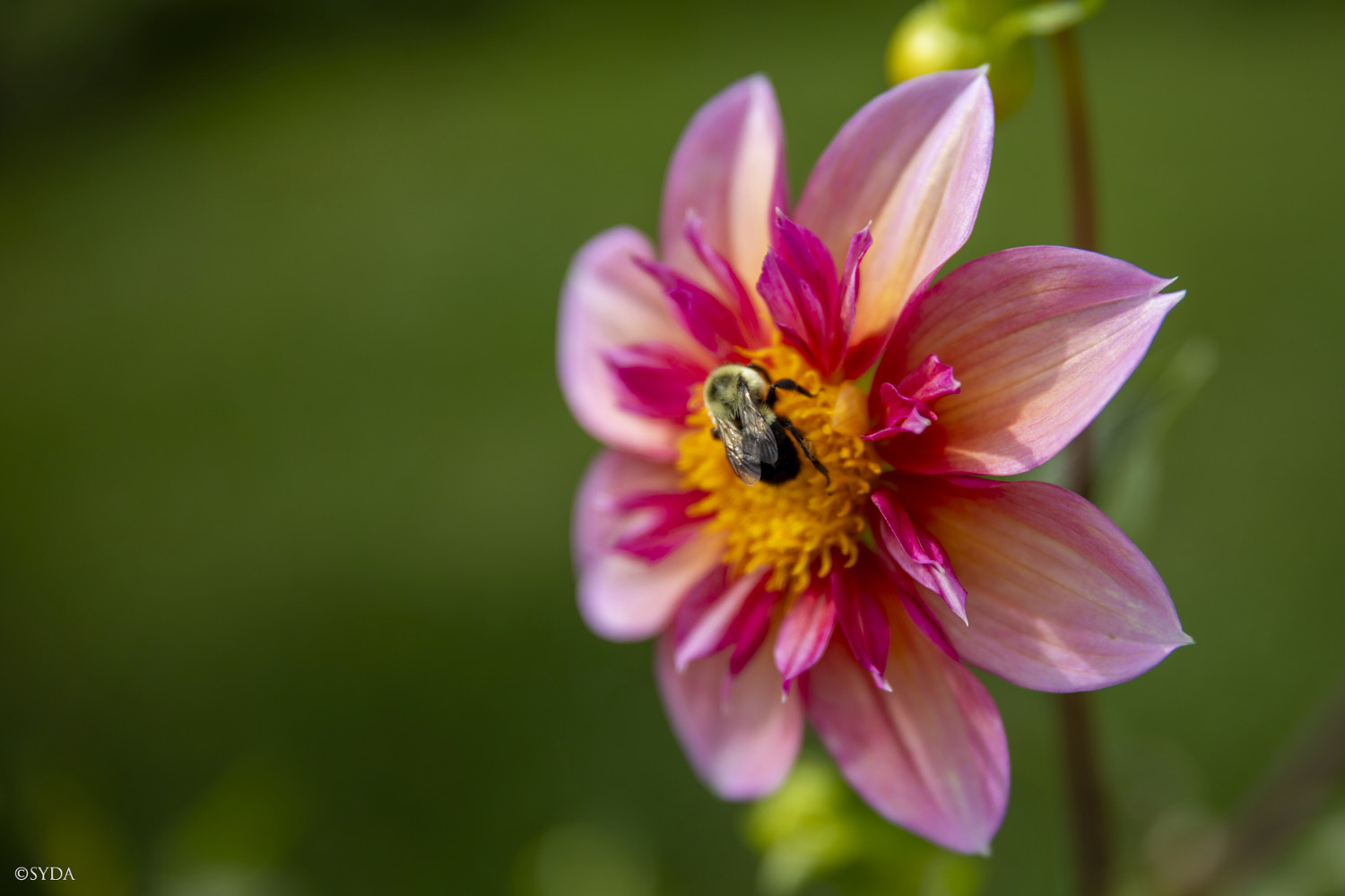 Nature Image