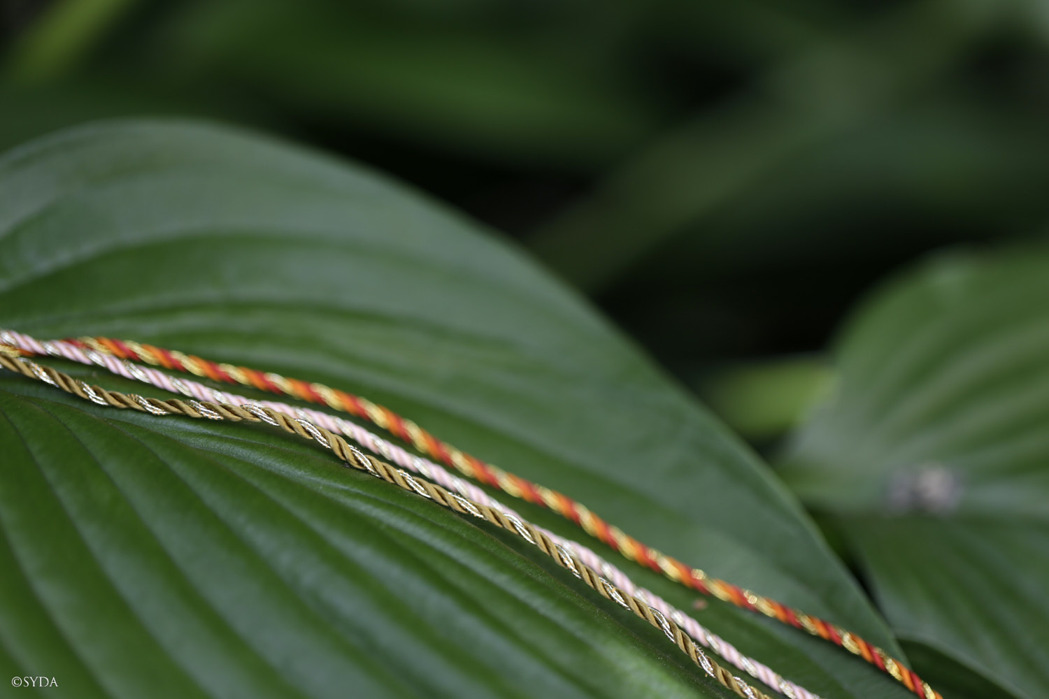 Nature Image