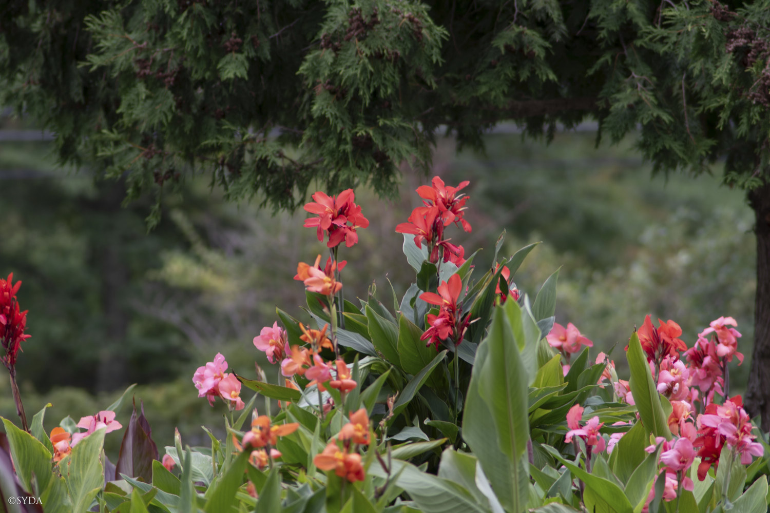 Nature Image