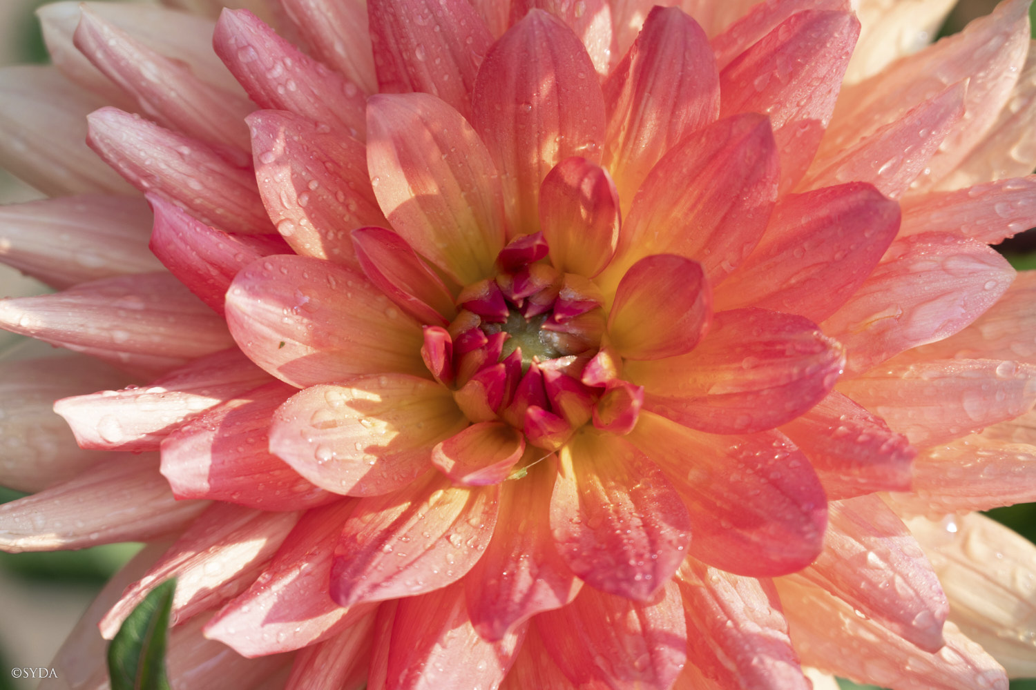 Nature Image
