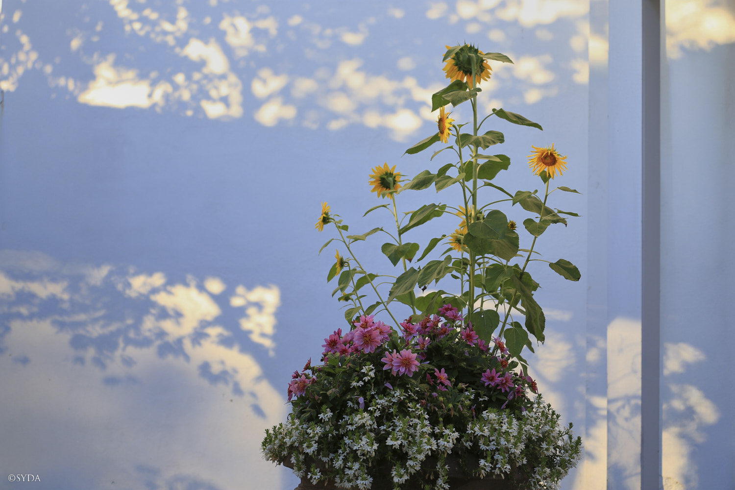Nature Image