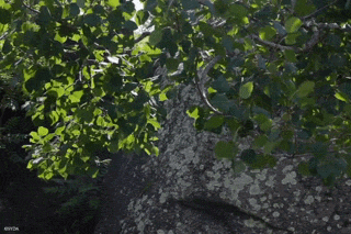 Nature Image