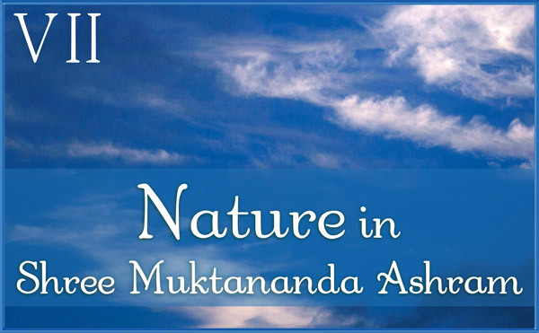 shadow August: Nature VII in Shree Muktananda Ashram
