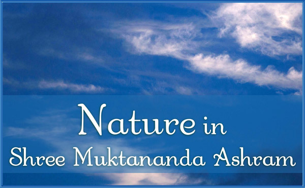 Nature in August in Shree Muktananda Ashram