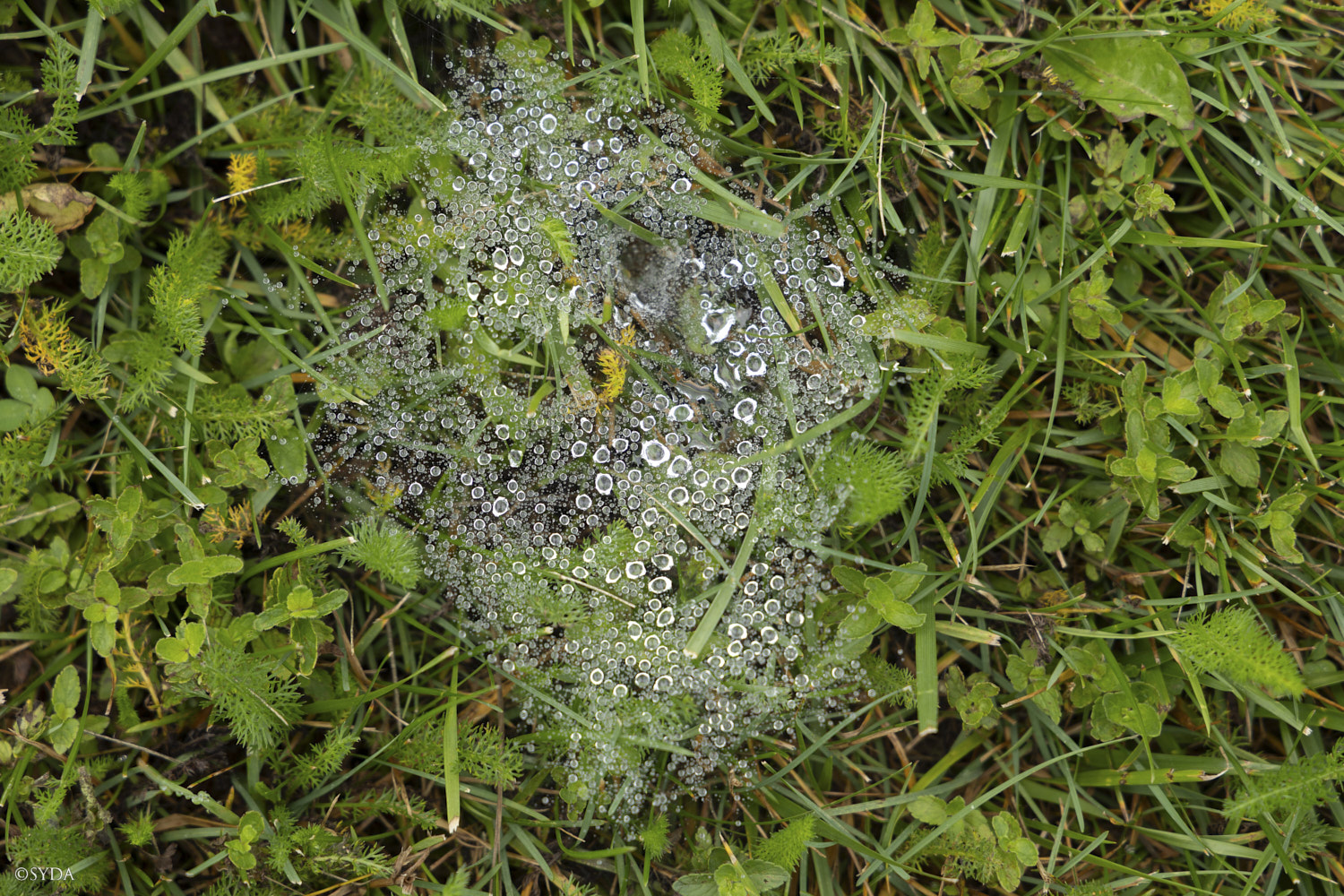 Nature Image Nature Image