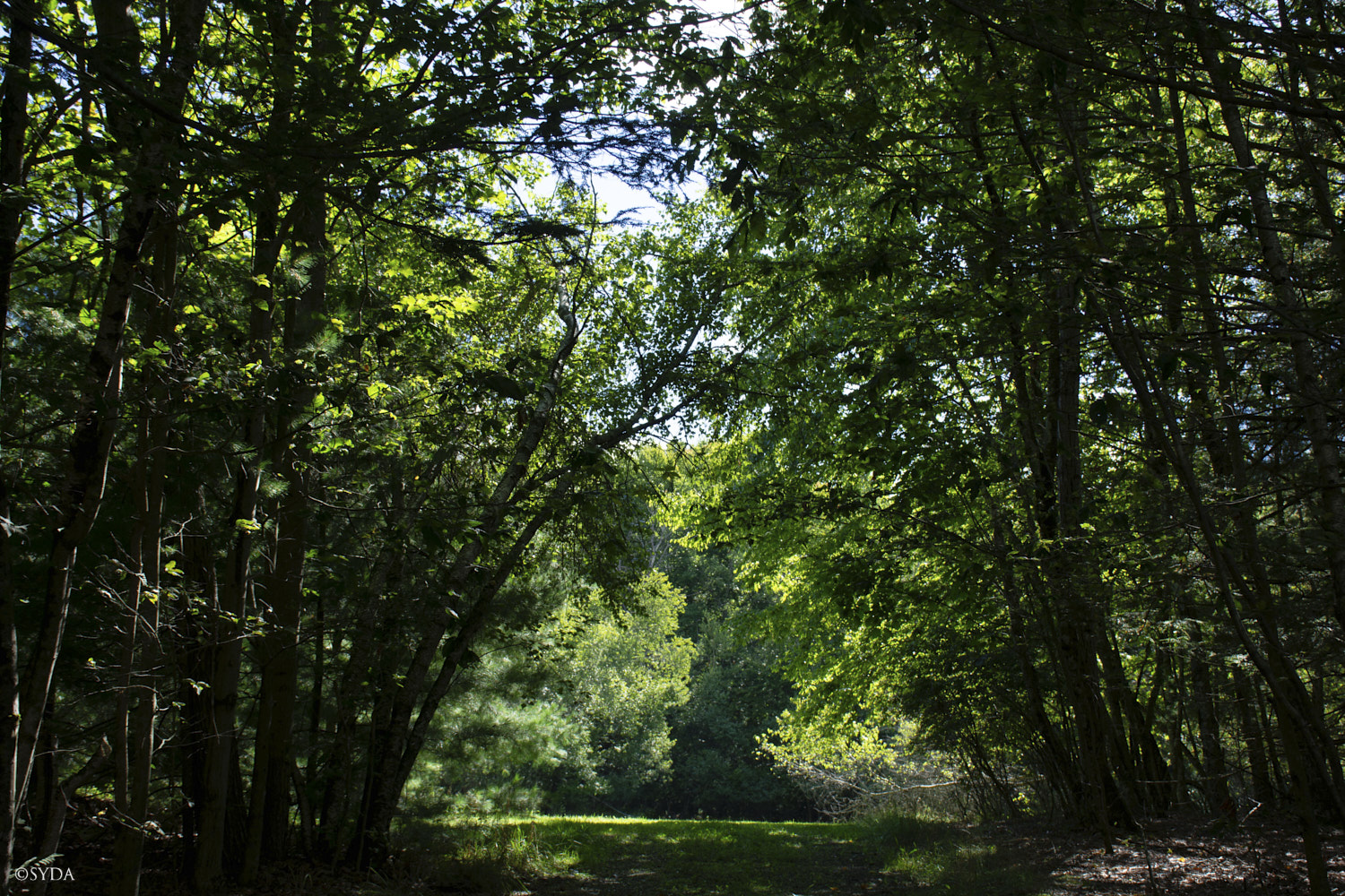Nature Image Nature Image