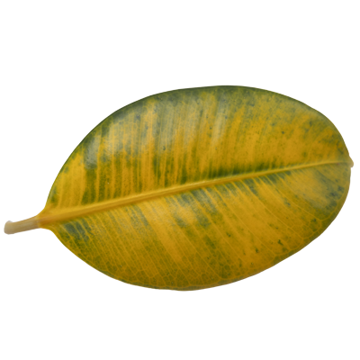 Leaf motif