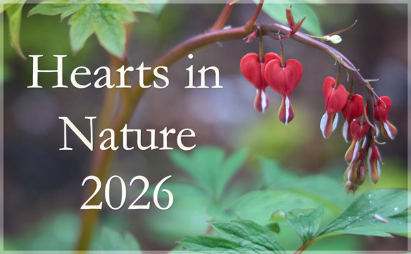 Hearts in Nature 2026