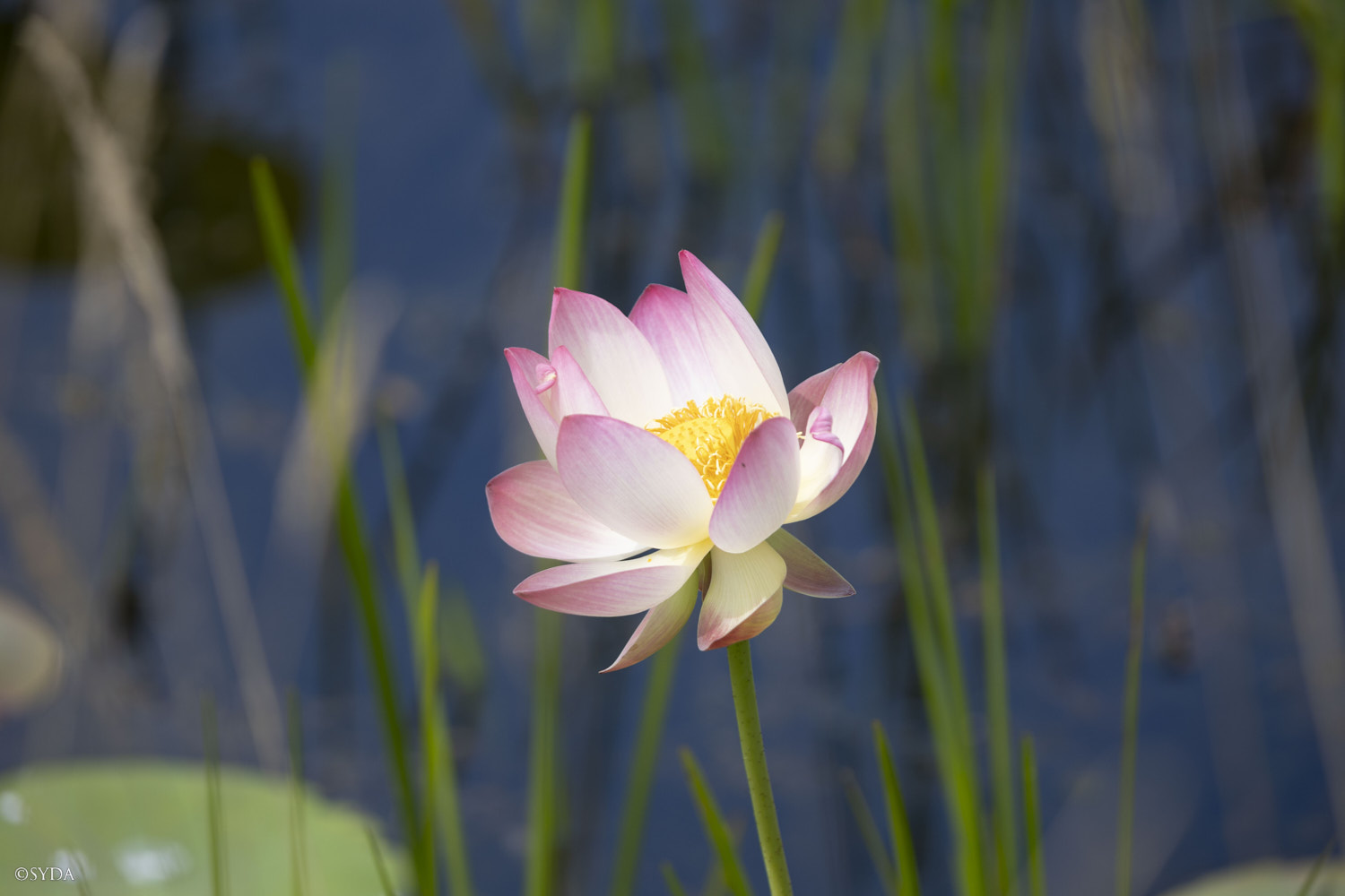 Nature Image