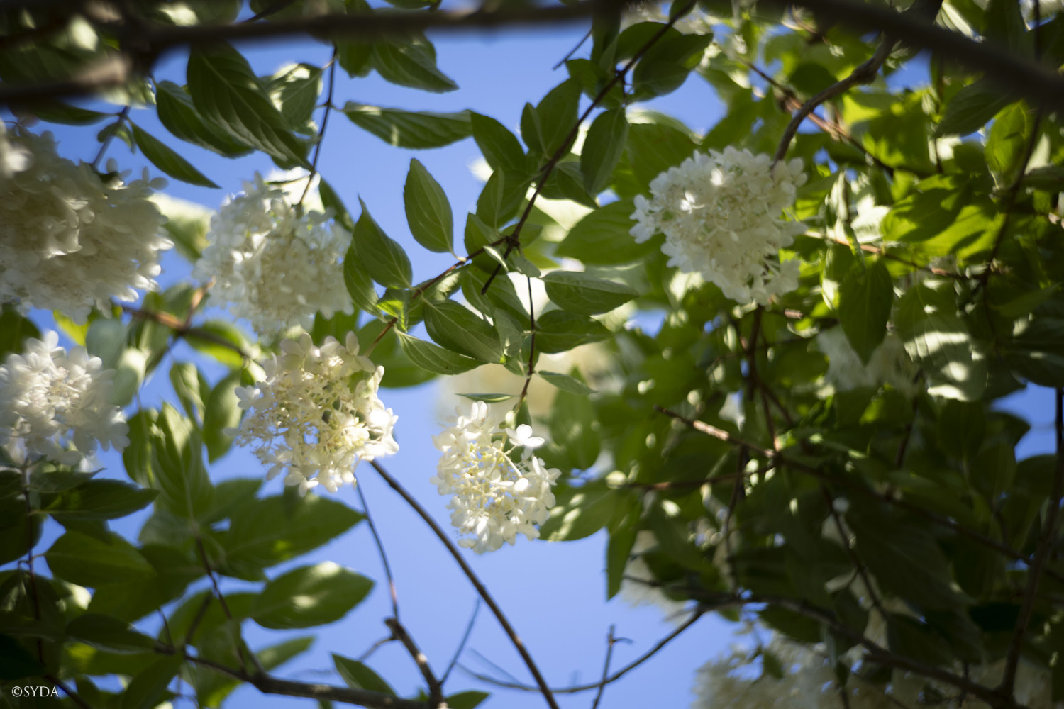 Nature Image