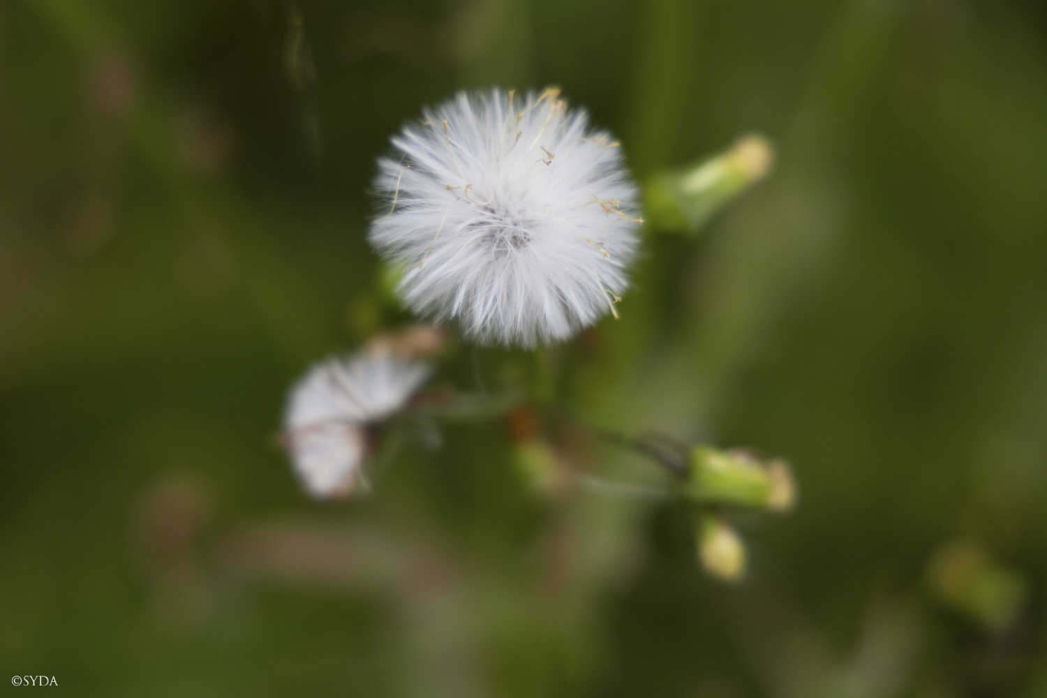 Nature Image