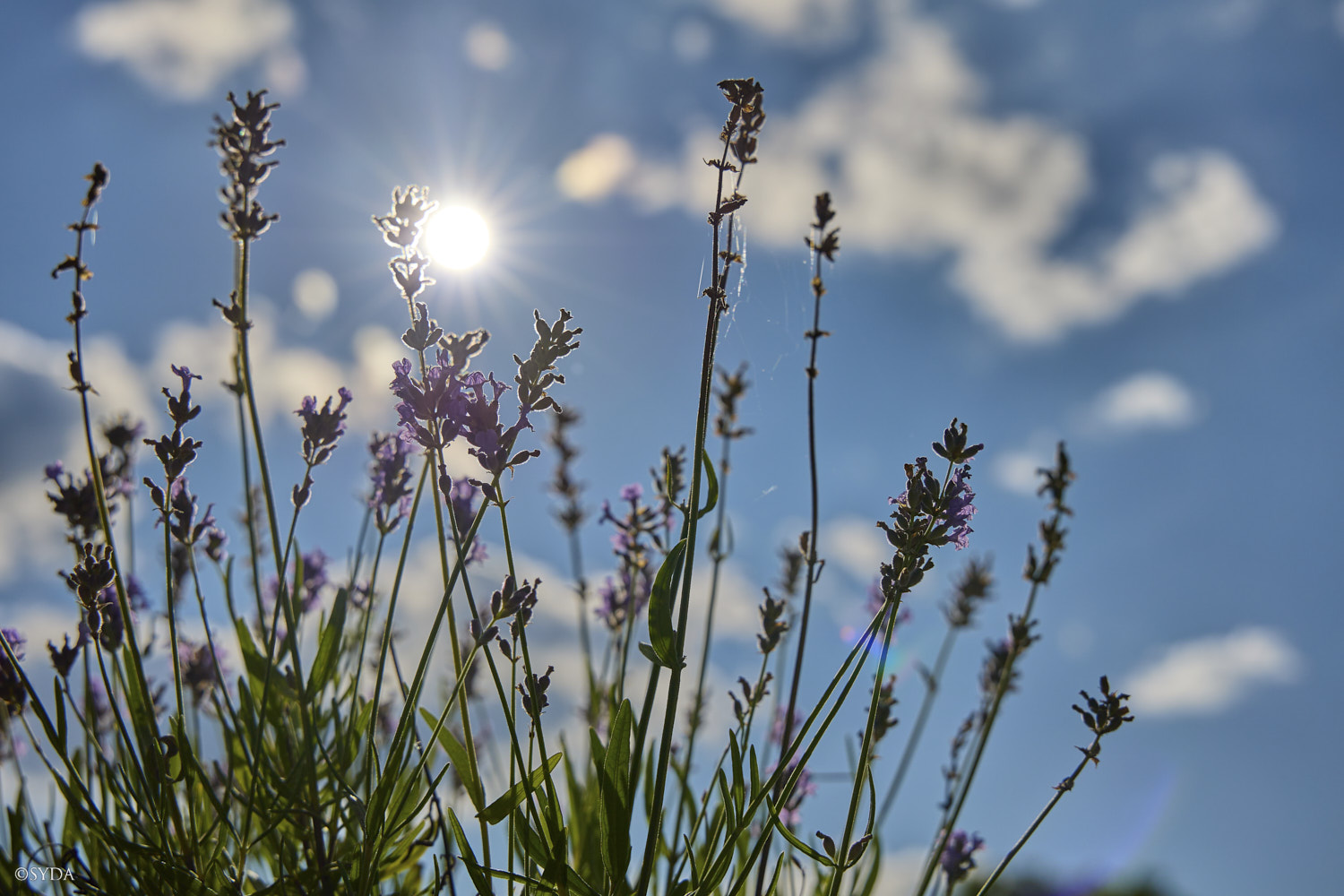 Nature Image