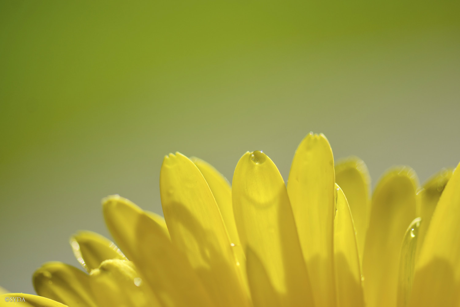 Nature Image