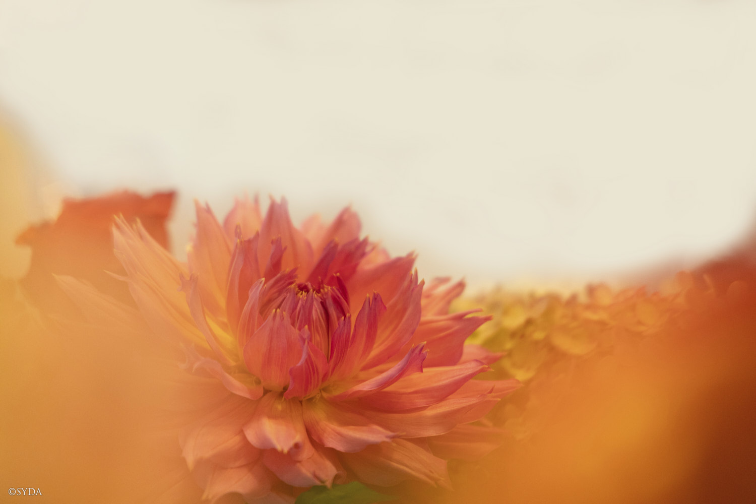 Nature Image