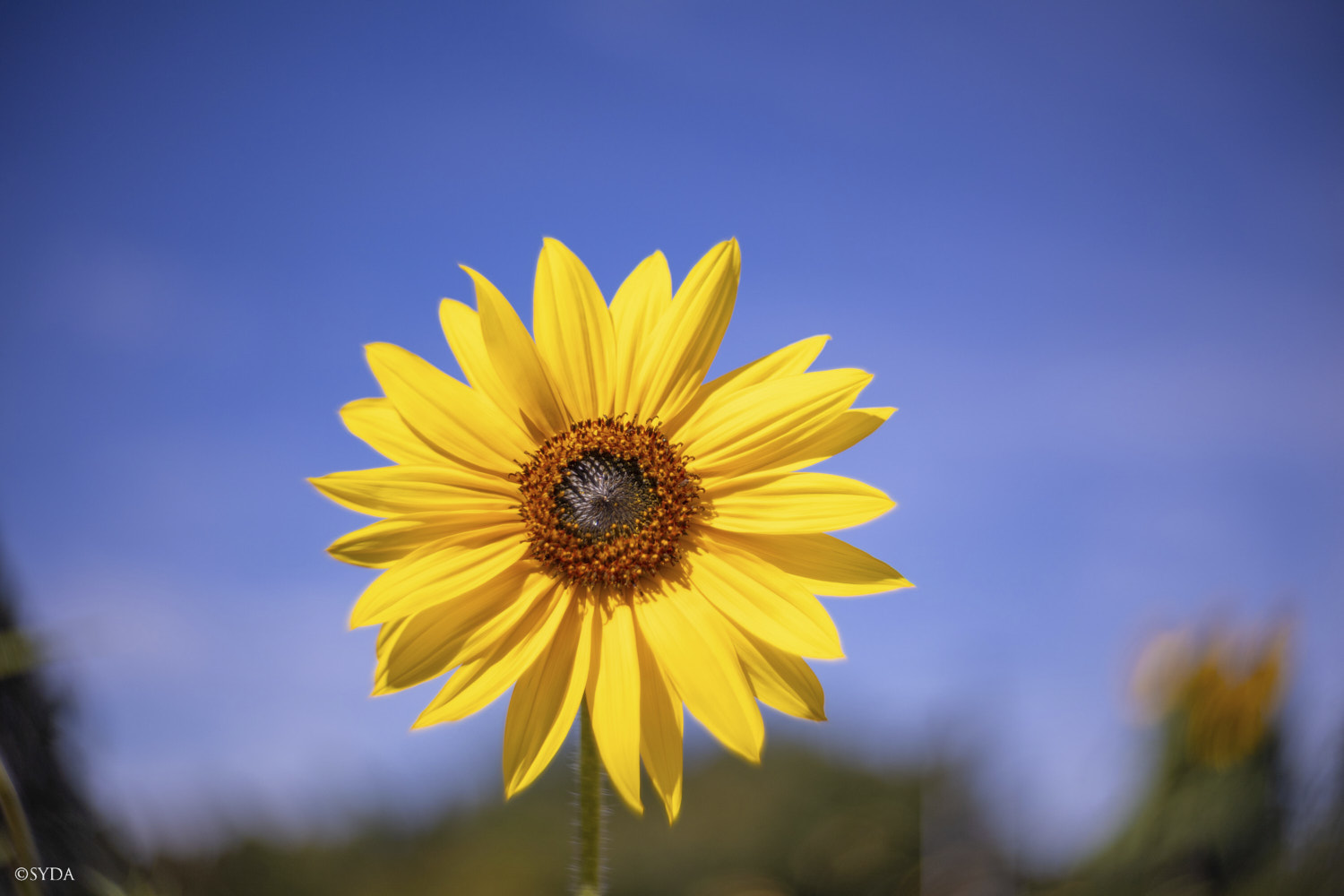 Nature Image