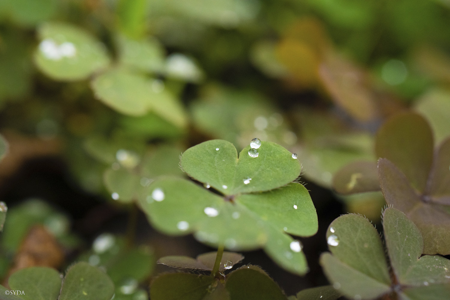Nature Image