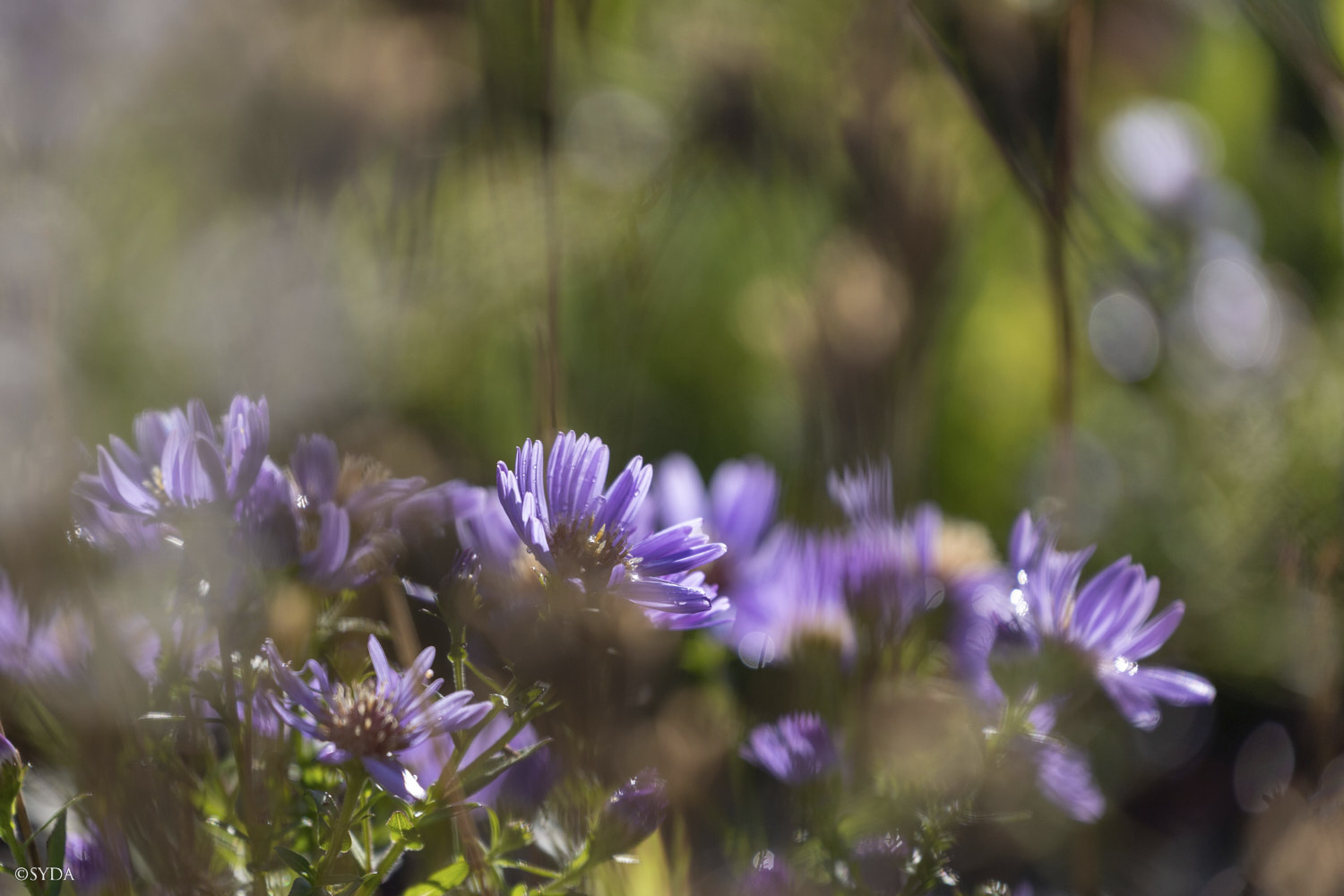 Nature Image