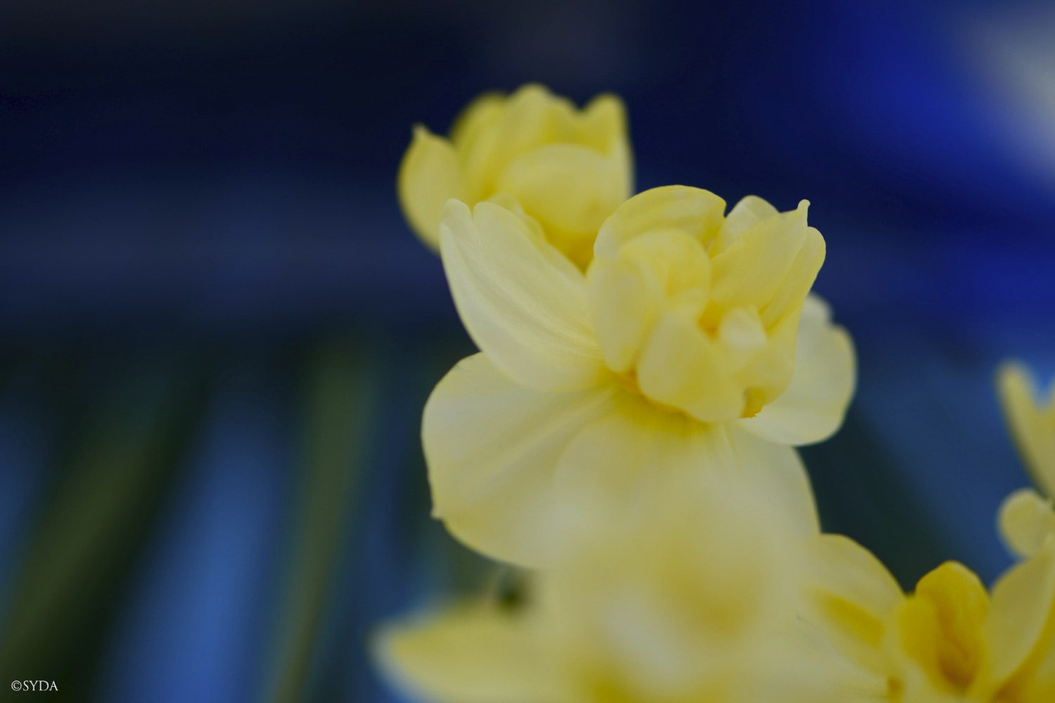Nature Image