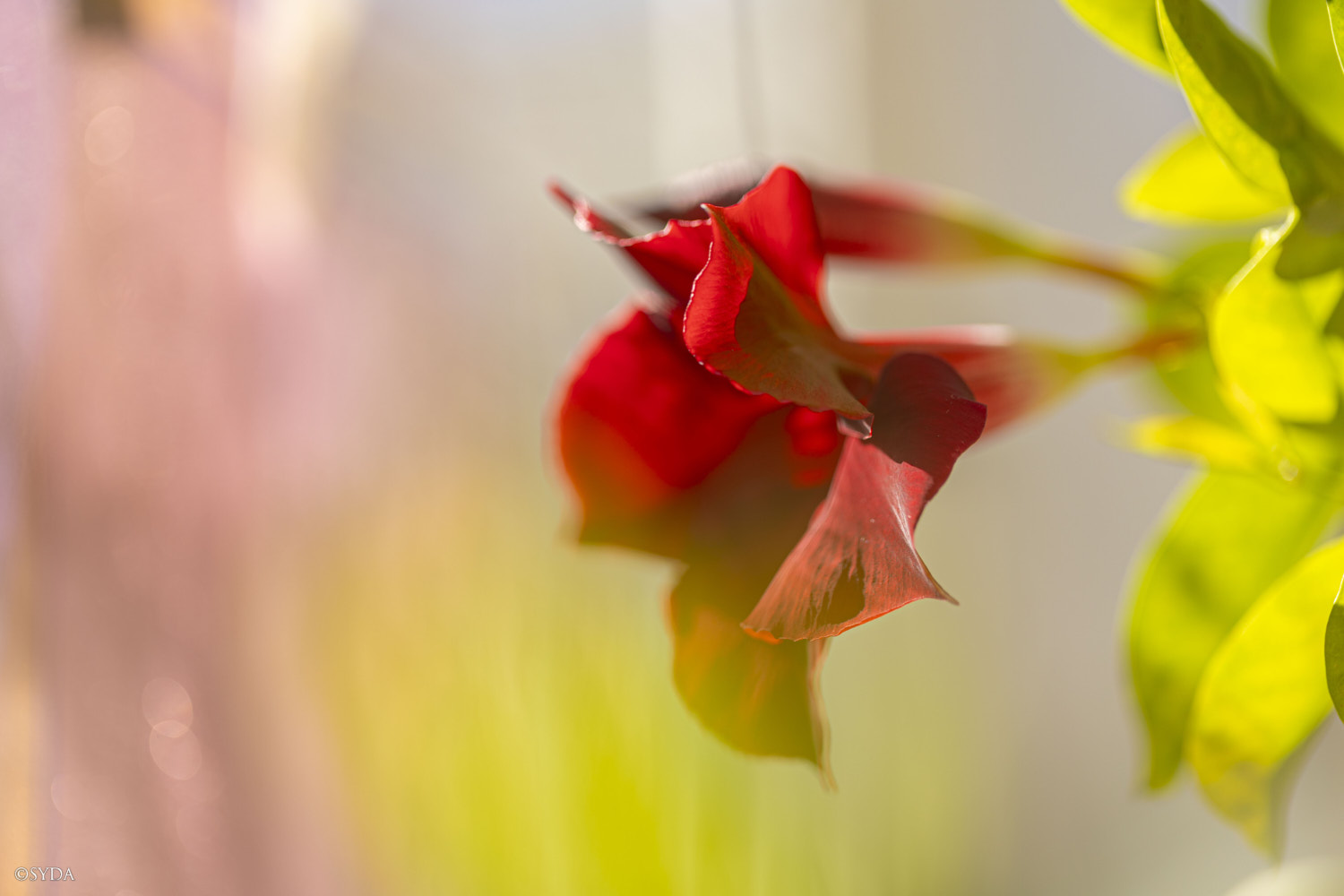Nature Image