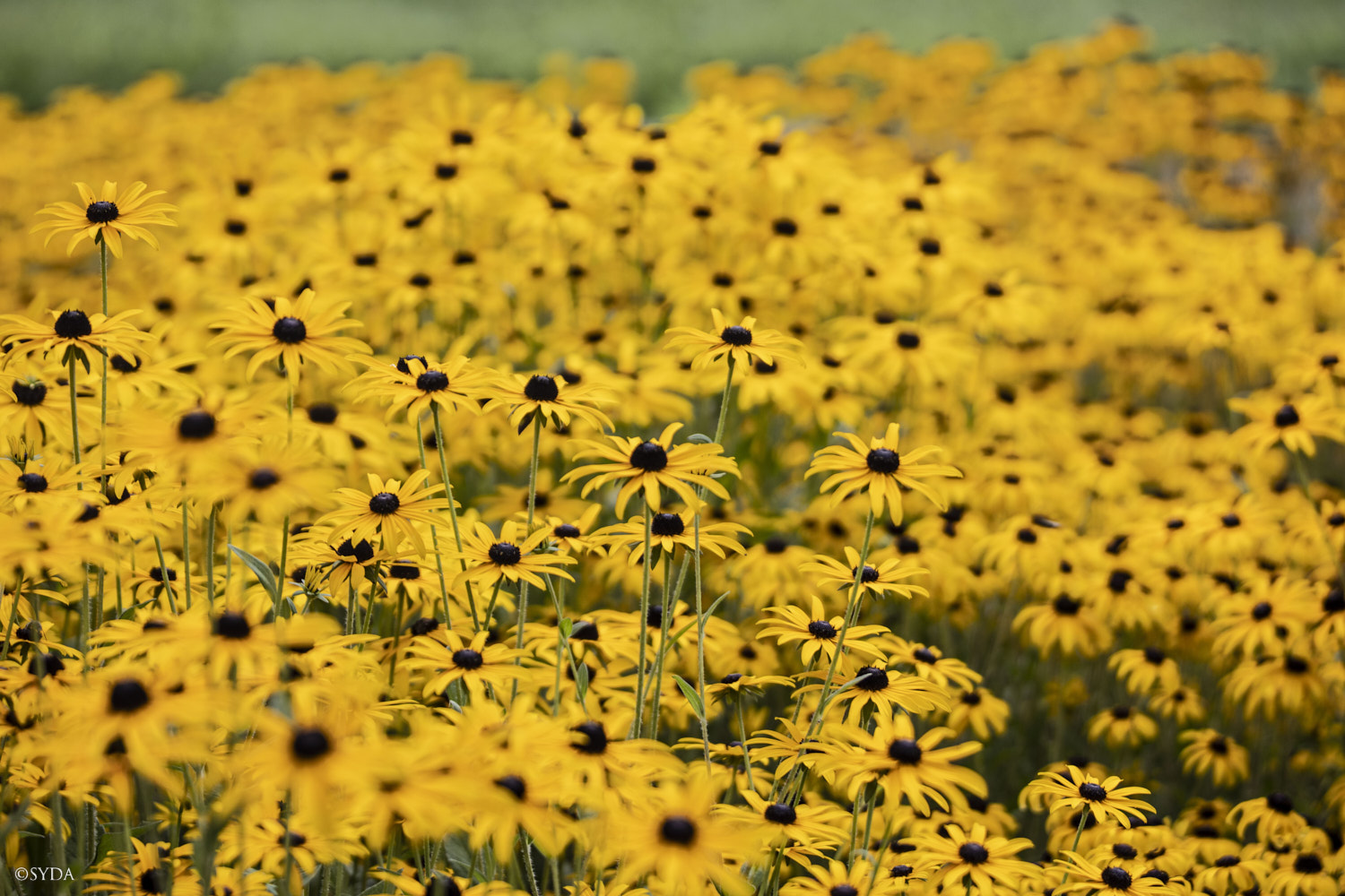 Nature Image