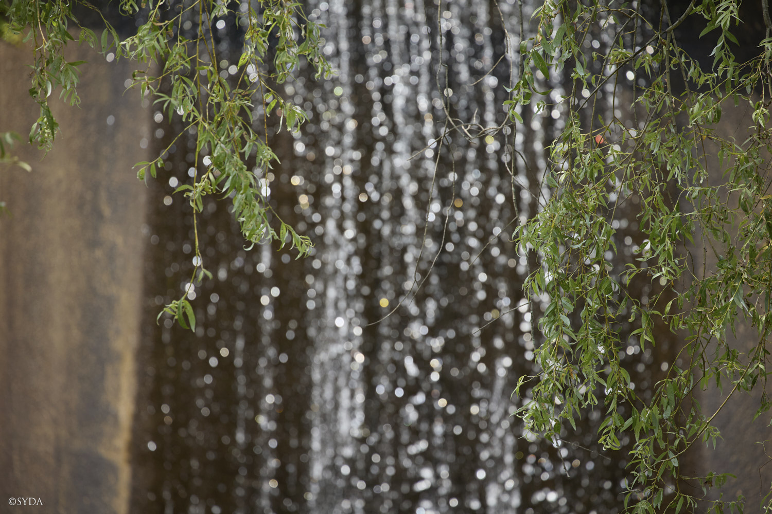 Nature Image