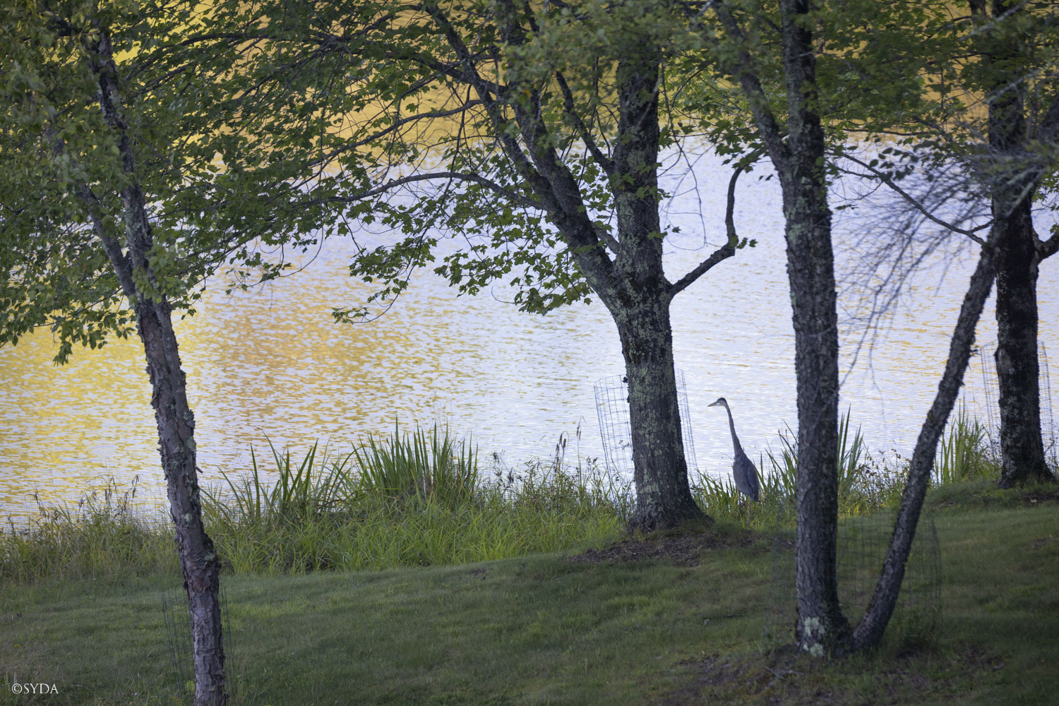 Nature Image
