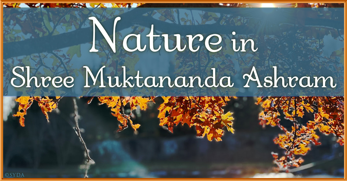 November 2025: Nature IV in Shree Muktananda Ashram