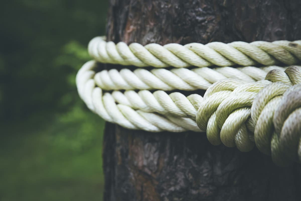 Rope wrapped around a tree trunk