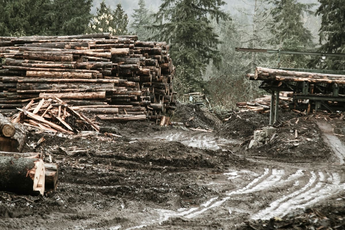 Logs stacked at a forest landing among evergreens