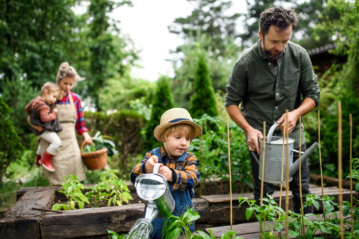Family working together in a backyard vegetable garden