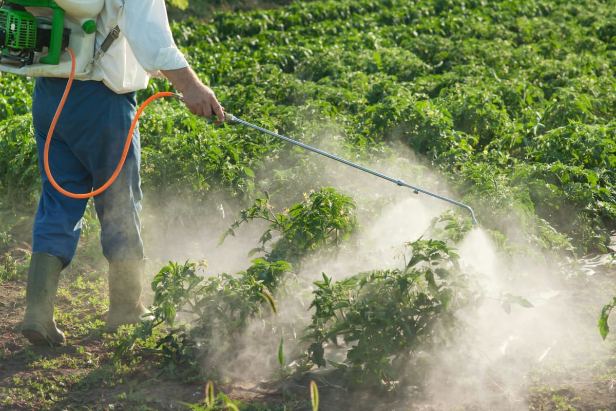 Spraying rows of plants with a pump sprayer wand