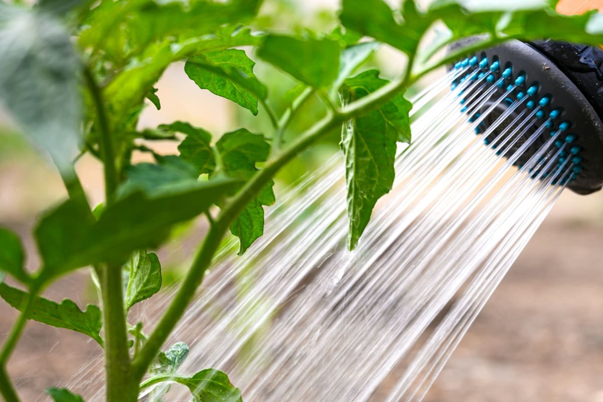 Watering a young plant
