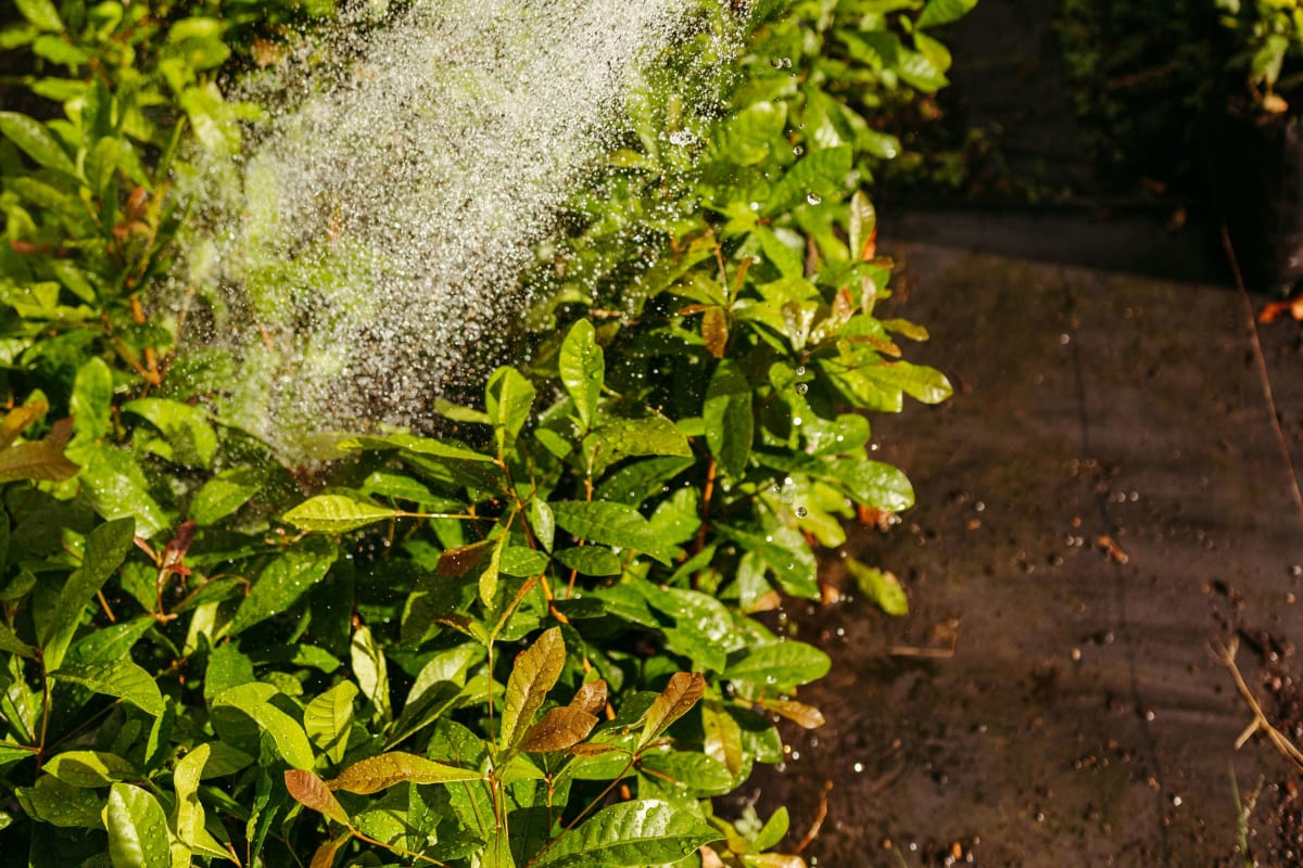 Watering a hedge with a hose wand