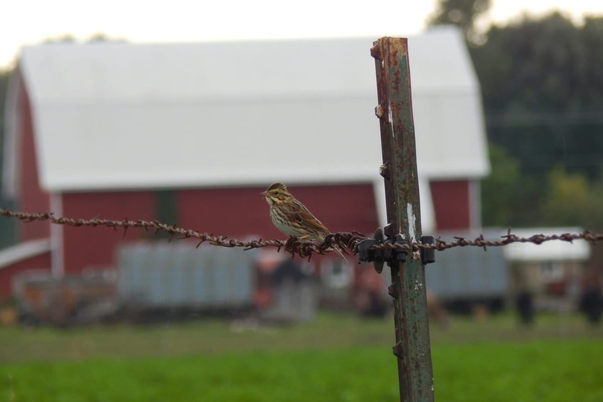 Small bird on a fence wire in front of a red barn