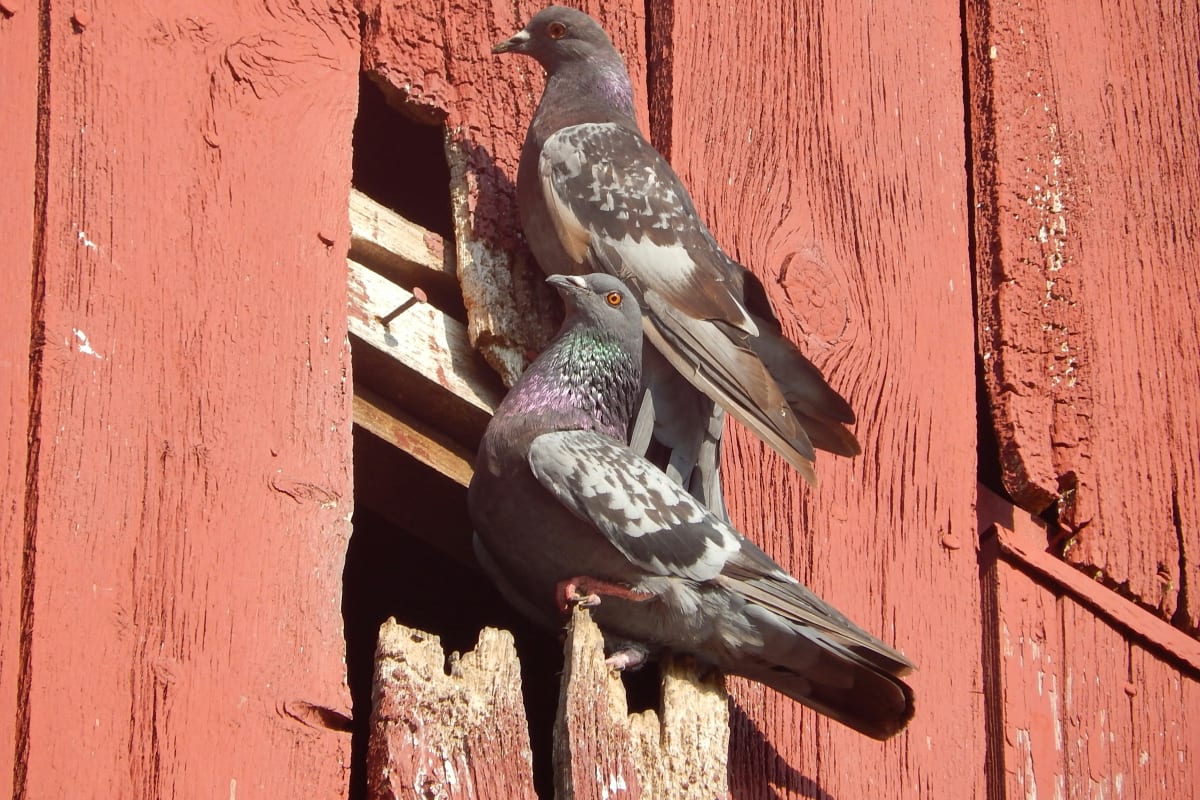 Pigeons perched on an old red barn wall